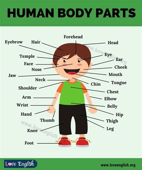 Pin on Visual Dictionary | Human body parts, English vocabulary words, Vocabulary words