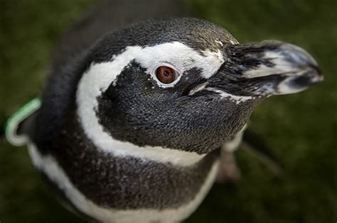 Aquarium Mourns the Loss of Avery the Penguin | Aquarium News | Aquarium of the Pacific