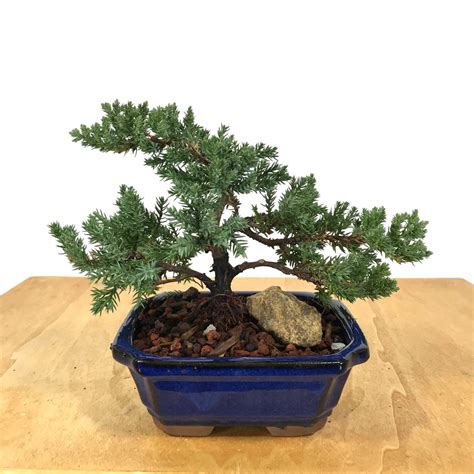 Procumbens Juniper (Juniperus procumbens) – Allshapes Bonsai