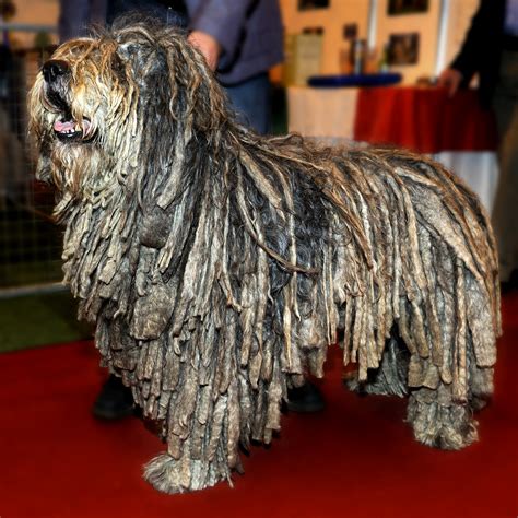 Unveiling the Bergamasco Shepherd: A Fascinating Breed of Herding Dogs ...