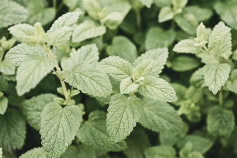 Lemon Balm Benefits & Uses: A Super-Herb for Your Skin (& Your Health)