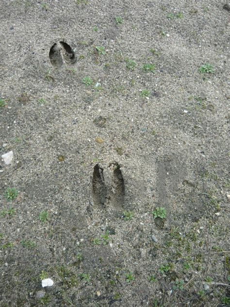 Tracks & Signs: Roe Deer Tracks