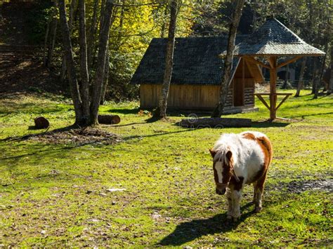 Pony on farm stock image. Image of pony, meadow, rustic - 27273371