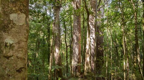 Waipoua Forest: Places to go in Northland