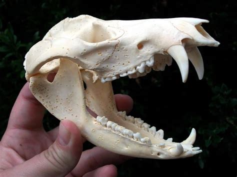 Opossum Skull with pathologies caused by besnoitia darlingi parasite ...