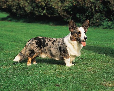 Welsh Corgi | Breed, Queen Elizabeth, Care, Upkeep, Temperament ...