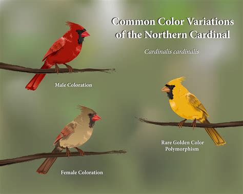 Kara Perilli - Cardinal Color Variations