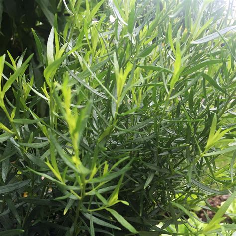 French Tarragon Herb Plants for Sale