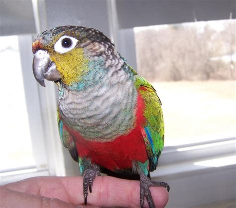 Crimson-bellied Conure Facts, Care as Pets, Price, Pictures | Singing Wings Aviary