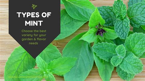 Explore The Many Different Types of Mint For The Garden And the Kitchen