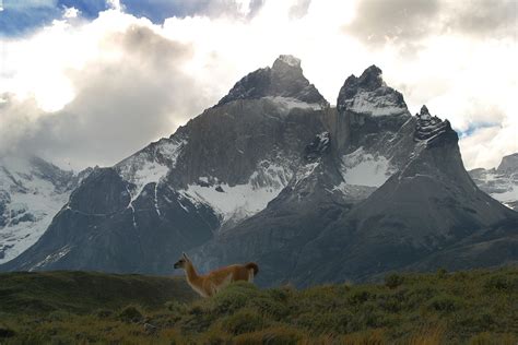 A lonely guanaco wandering through the Patagonian steppe in front of the Paine massif http://www ...