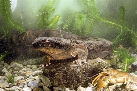 Hellbender Salamander - Stock Image - Z700/0992 - Science Photo Library