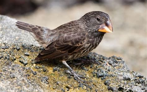 Bird of the Day: Large Ground Finch | Organikos