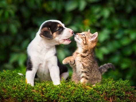 novato costilla origen apareamiento de gatos con perros Contratado ...