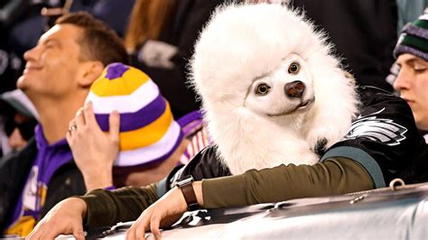 2018 Super Bowl: Can Eagles fans wear creepy dog masks into the game ...