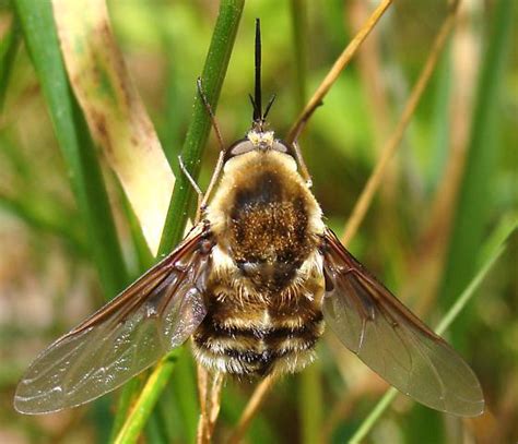 Intro - Does Retention Harvesting Affect Pollinator Abundance?