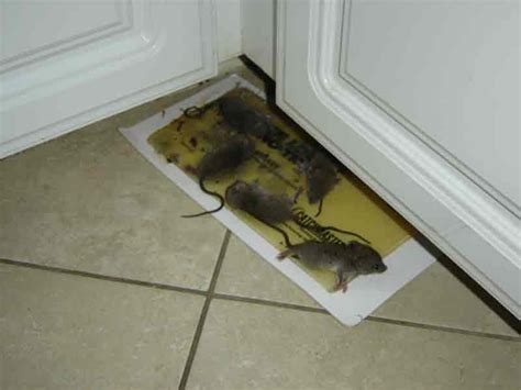 Rat Removal Specialist Based in Boca Raton - Wildlife Removal Services ...