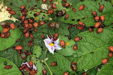 How to Control and Get Rid of Colorado Potato Beetles | Gardener’s Path