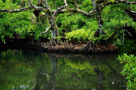 Mangrove Forest Wallpaper