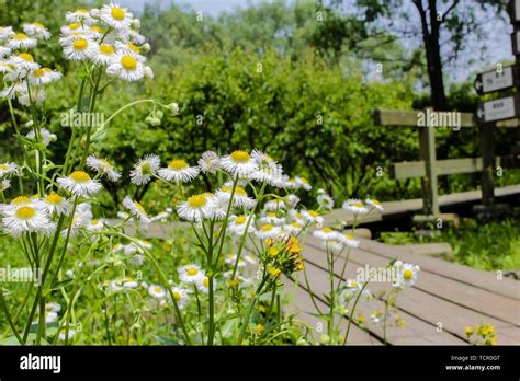 Scenery of Xixi Wetland Park in Hangzhou Stock Photo - Alamy