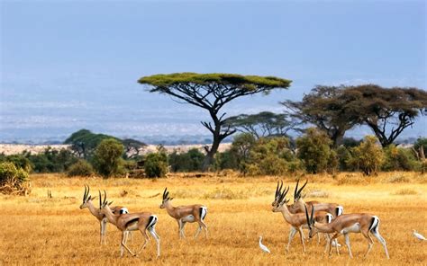 African Safari | Africa safari, Wildlife tour, African animals