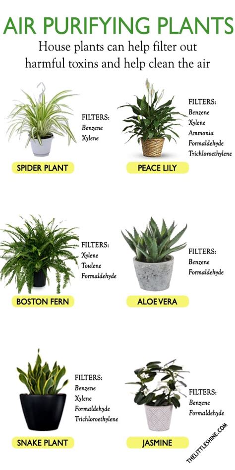 10 BEST AIR PURIFYING PLANTS - The Little Shine