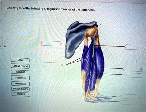 SOLVED: Correctly label the following antagonistic muscles of the upper ...