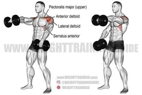 Alternating dumbbell front raise guide and video | Weight Training Guide