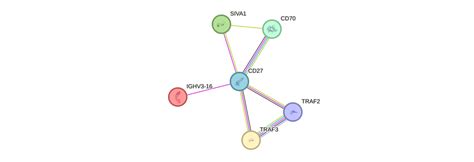 CD27 Gene - GeneCards | CD27 Protein | CD27 Antibody