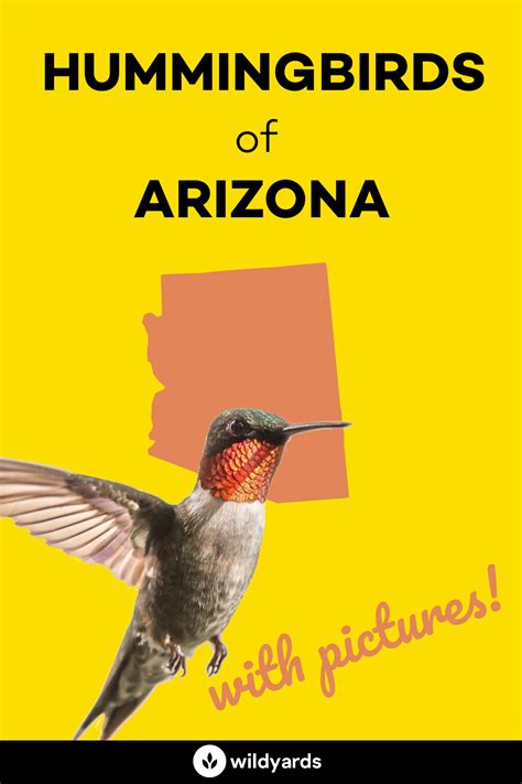 All 14 Amazing Hummingbirds of Arizona [With Pictures]