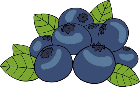 doodle freehand sketch drawing of blueberry fruit. 11835664 PNG