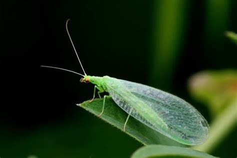 What do leaf bugs eat?