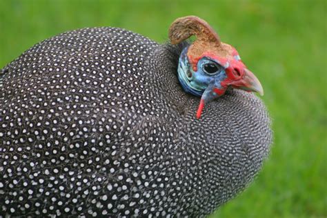 Helmeted Guineafowl ~ Birds World