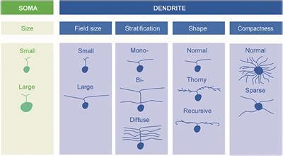 Frontiers | Retinal Ganglion Cells—Diversity of Cell Types and Clinical Relevance