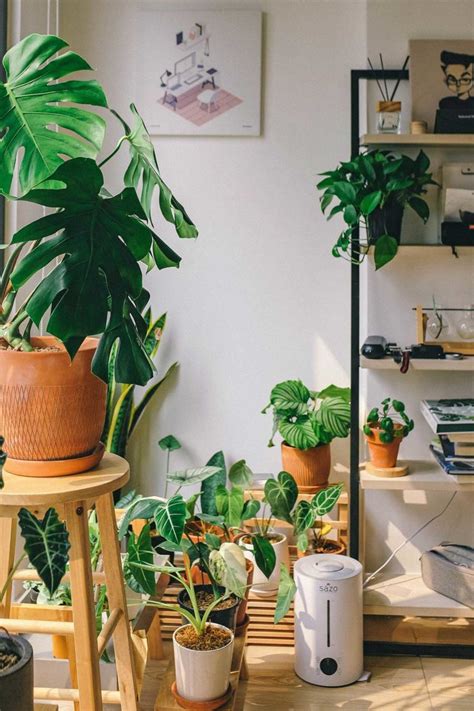 Low-Maintenance Houseplants To Freshen Up Your Space - The Living Well