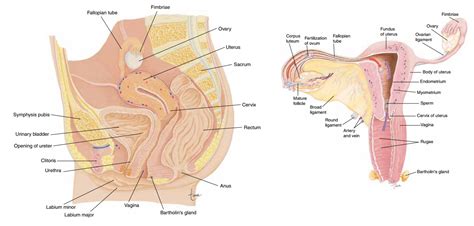 Ovaries - Anatomy and Physiology