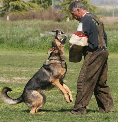 German Shepherd Watch Dogs What Makes A Good Protection Dog? - German ...