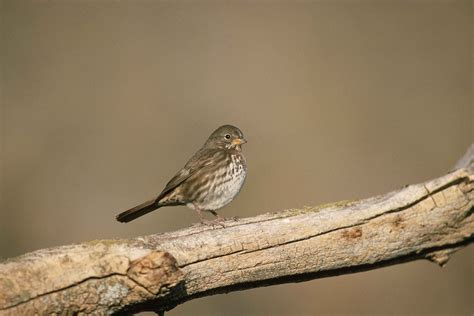 Fox Sparrow: Field Guide, Pictures, Habitat & Info - Optics Mag