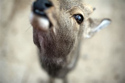 Deer macro-6377 | Stockarch Free Stock Photos