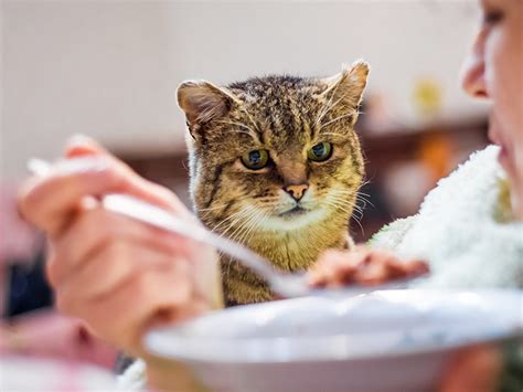 What to Feed a Cat That Won't Eat - The Daily Cat