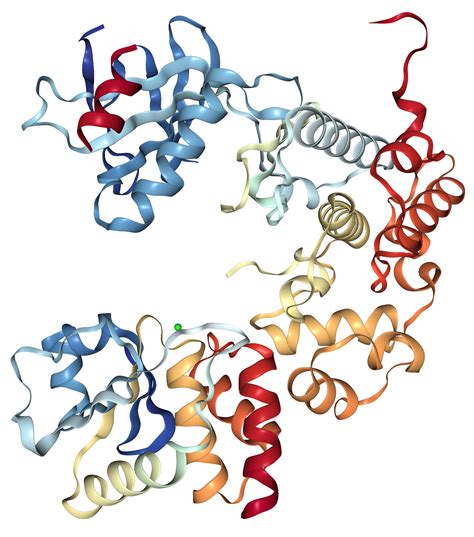 JNK1 Protein Overview | Sino Biological