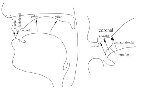 36 Place Of Articulation Diagram - Diagram For You