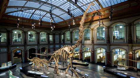 Countries demand their fossils back, forcing natural history museums to ...