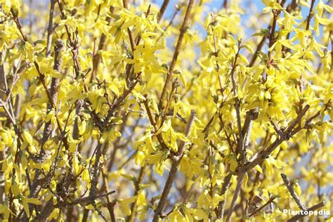 Forsythia Tree - How to Plant and Care for Forsythia Bushes ...