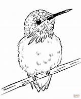25 Free Hummingbird Coloring Pages For Kids And Adults sketch template