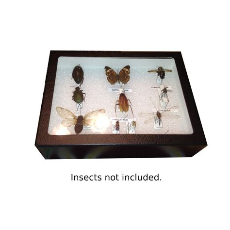 Insect Display Case Bug Display Box With Glass Window 8 x | Etsy ...