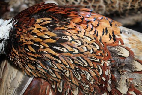 Dangling by a Thread: Pheasant feathers