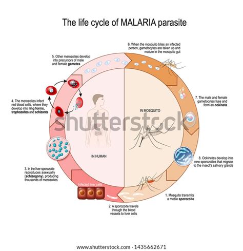 Life Cycle Malaria Parasite Vector Diagram Stock Vector (Royalty Free) 1435662671