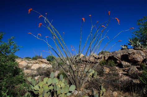 Ocotillo Facts • Insteading