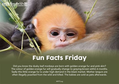 Fun Facts Friday - Wildlife Friends Foundation Thailand